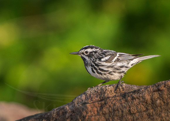 skeysimges, bird photography, scott keys, avian photography, warblers, warbler, nature, outdoors