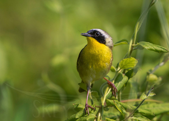 skeysimges, bird photography, scott keys, avian photography, warblers, warbler, nature, outdoors