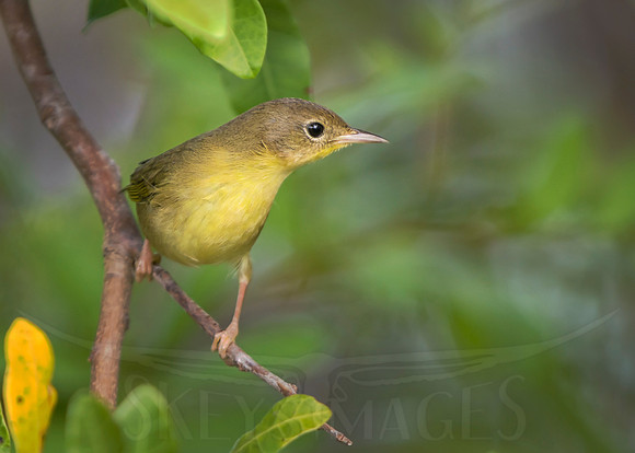 skeysimges, bird photography, scott keys, avian photography, warblers, warbler, nature, outdoors