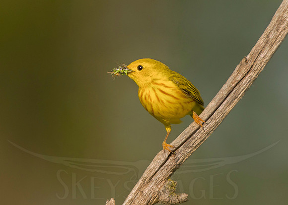skeysimges, bird photography, scott keys, avian photography, warblers, warbler, nature, outdoors