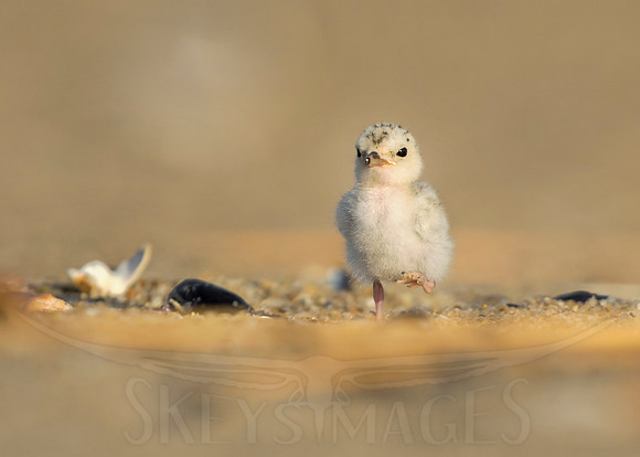 Marcher (Least Tern)