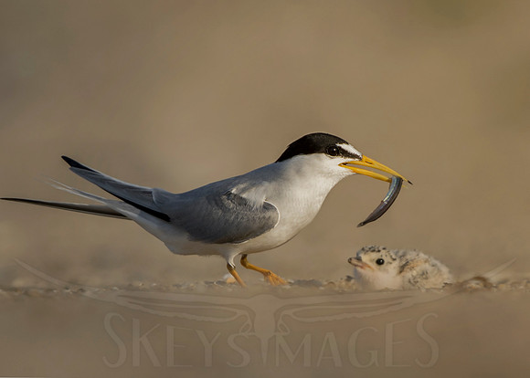 Anticipation (Least Tern)