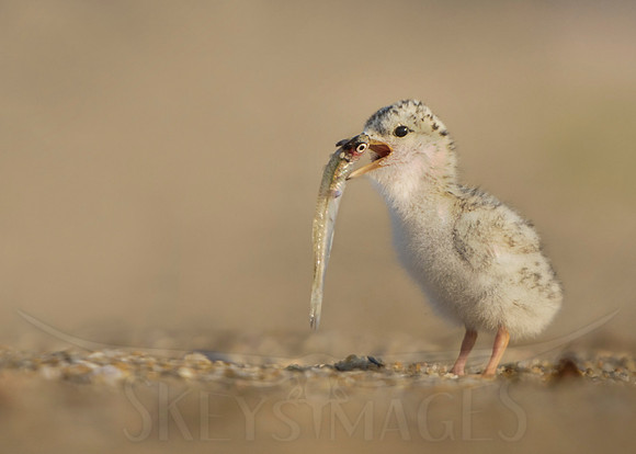 (Least Tern)