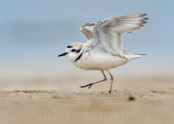 WIngs up (Snowy Plover)