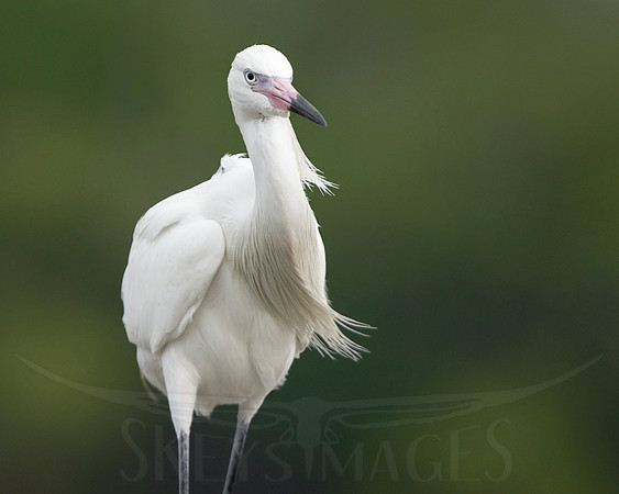 (Reddish Egret - white morph)