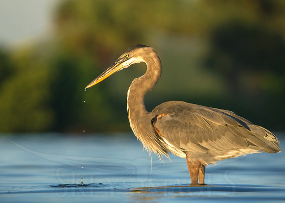 bird, photography, "scott keys", skeysimages, heron, "great blue heron"