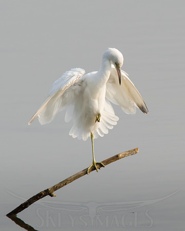 Grace (Little Blue Heron)