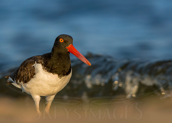 "Catching" Sunrise (Oystercatching)
