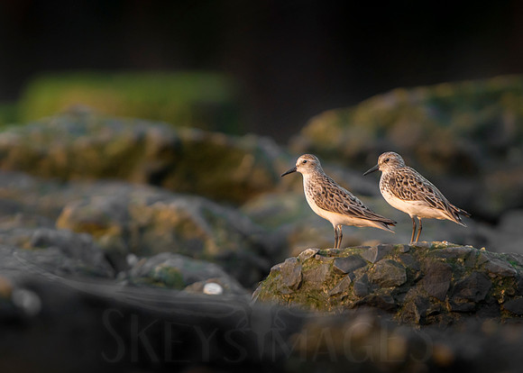 Watching Sunrise (Semipalmated Sandpipers)
