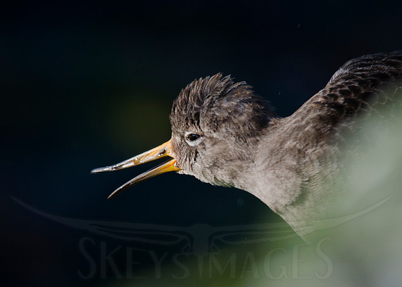 Purple Haze (Purple Sandpiper)