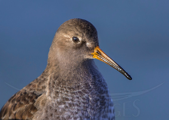 Purple Portrait (Purple Piper)
