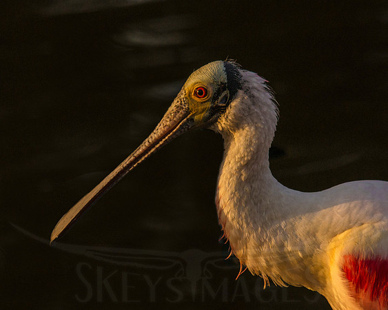 Red Black (Roseate Spoonbill)