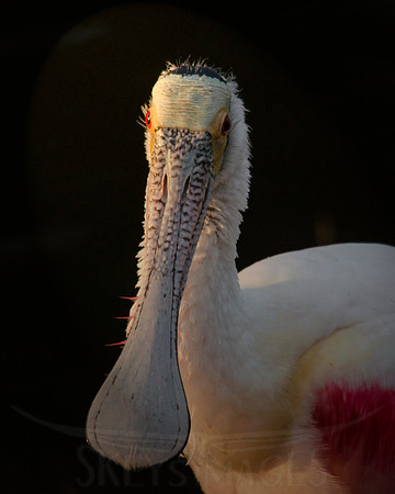 Rosy Eyes (Roseate Spoonbill)