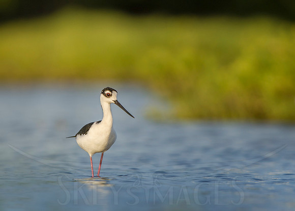 bird, photography, "scott keys", skeysimages, "black-necked stilt"