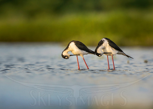 Synchronicity (Black-necked Stilt)