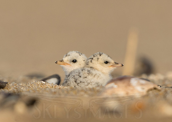 Two Cute (Least Tern chicks)