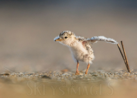 One Day I Will Fly (Least Tern chick)