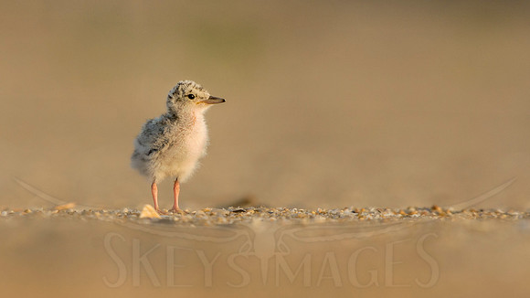 Solitary (Piping Plover)