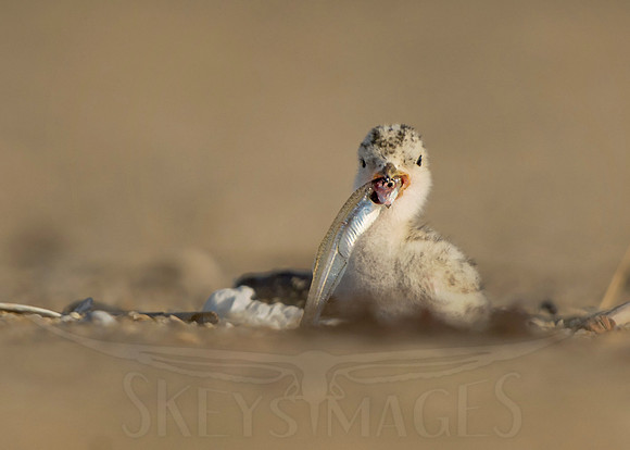 Snack (Least Tern)