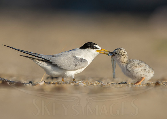 Giver (Least Terns)