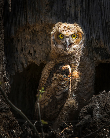 SkeysImages, Scott Keys, wildlife, bird, Raptor, bird of prey, owl, great-horned owl