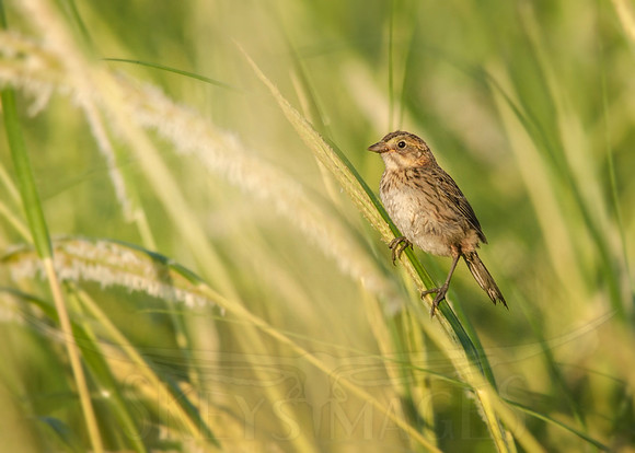 On a Blade (Saltmarsh Sparrow)