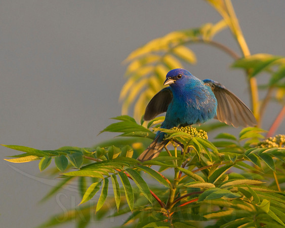 Morning Magic (Indigo Bunting)