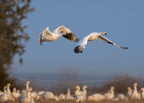 (Snow Geese)