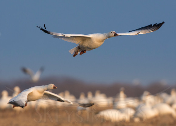 (Snow Geese)