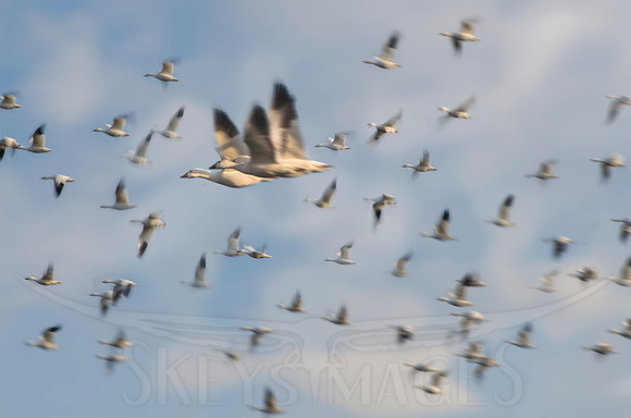 (Snow Geese)