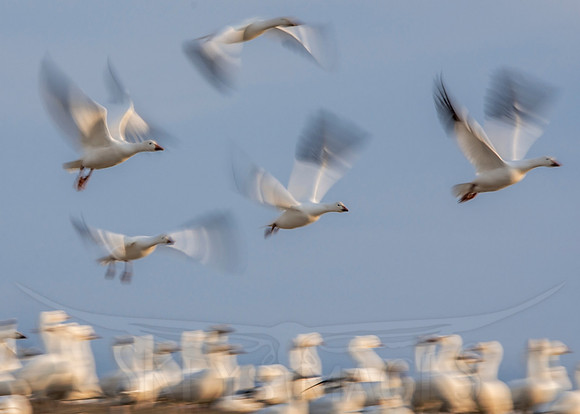 Motion (Snow Geese)