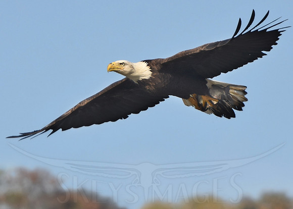 eagle, bald eagle, skeysimages, scott keys,