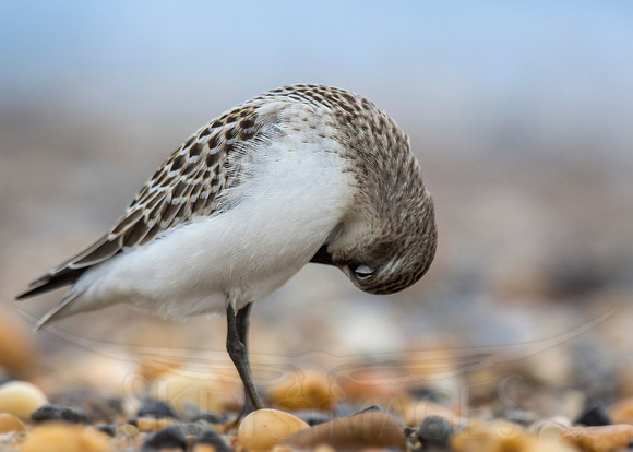 Bow (Semi-palmated Sandpiper)