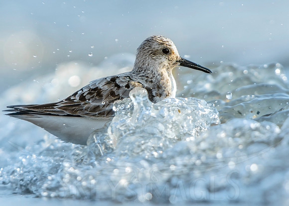 Breaking Waves (Sanderling)