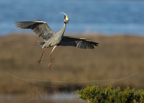 (Yellow-crowned Night Heron)