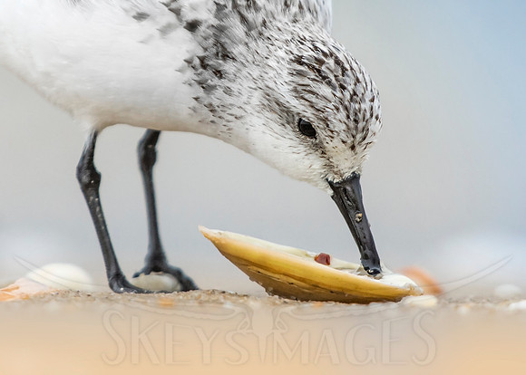 Refreshing (Sanderling)