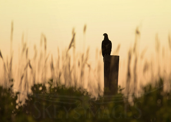 eagle, bald eagle, skeysimages, scott keys,