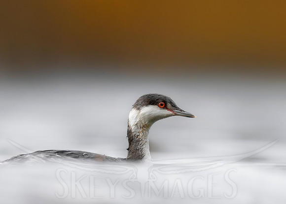 Floating on Clouds (Horned Grebe)