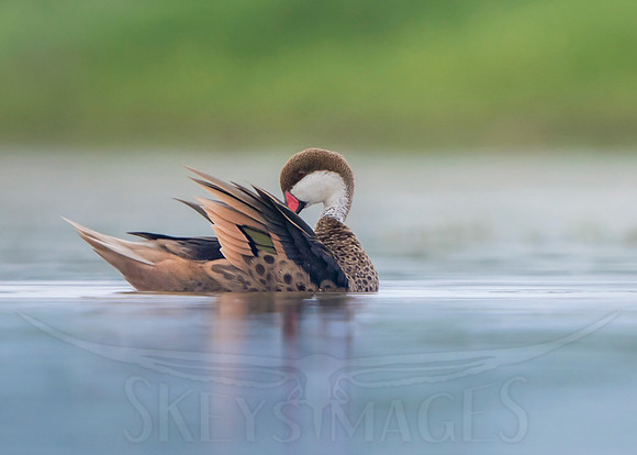 Pintail in Soft Lght (White-cheeked Pintail)