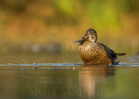 Golden Hen (Northern Shoveler Hen)