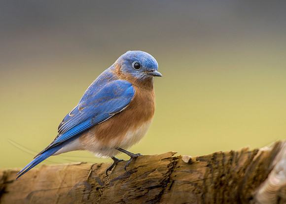 skeysimges, "scott keys", "eastern bluebird", bluebird, perch, fench, soft, bird, photography