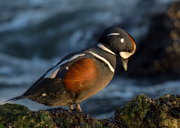 (Harlequin Duck)
