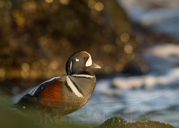 Glistening (Harlequin Duck)