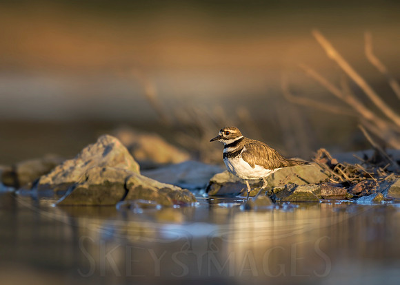 Quiet with Killdeer (Killdeer)