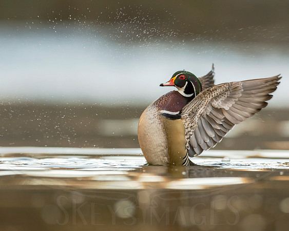 Splash (Wood Duck)