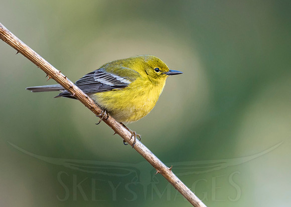 Pine in Spotlight (Pine Warbler)