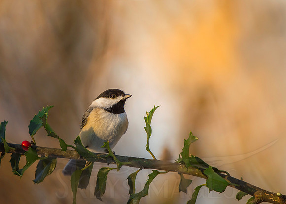 Chickadee on Holly (Chickadee)