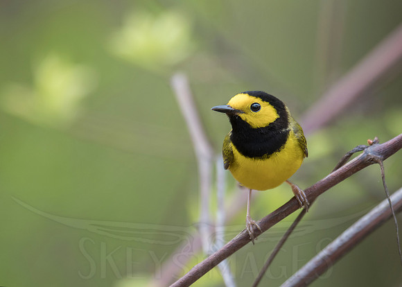 Hooded (Hooded Warbler)