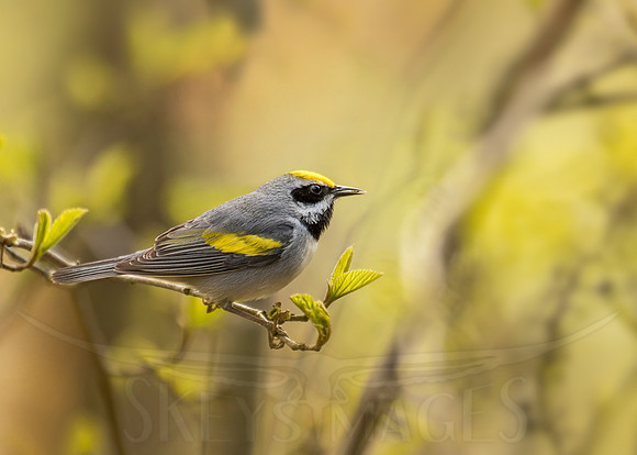 Return of the King (Golden-winged Warbler)