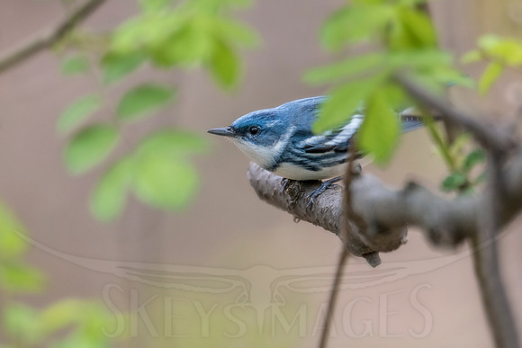 Blue Peeper (Cerulean Warbler)